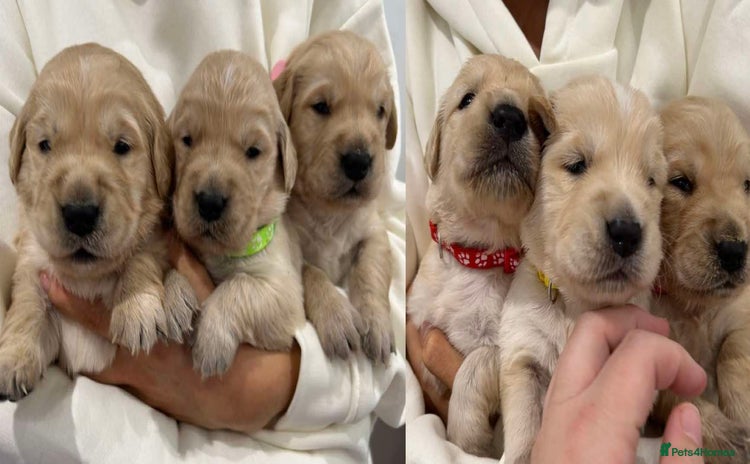 Golden Retriever dogs - Advert 13