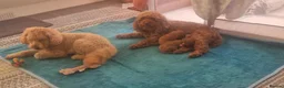 Cavapoo dogs for sale: Cavapoos Fb3. - Advert 15
