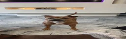 Staffordshire Bull Terrier dogs for sale: KC Blue Fawn Staffordshire Bull Terrier puppies in Glasgow - Advert 6