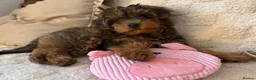 Yorkiepoo dogs for sale: Yorkiepoo  - Advert 6