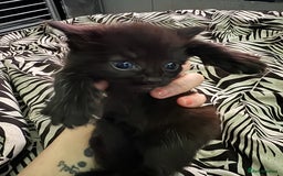 British Shorthair cats for sale: 5 black and white kittens - Image 7