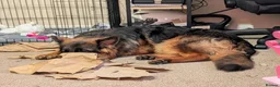 German Shepherd dogs for sale: Chase  in Uxbridge - Advert 6
