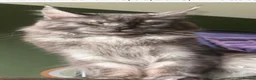 Maine Coon cats for sale: Maine Coon  - Advert 5