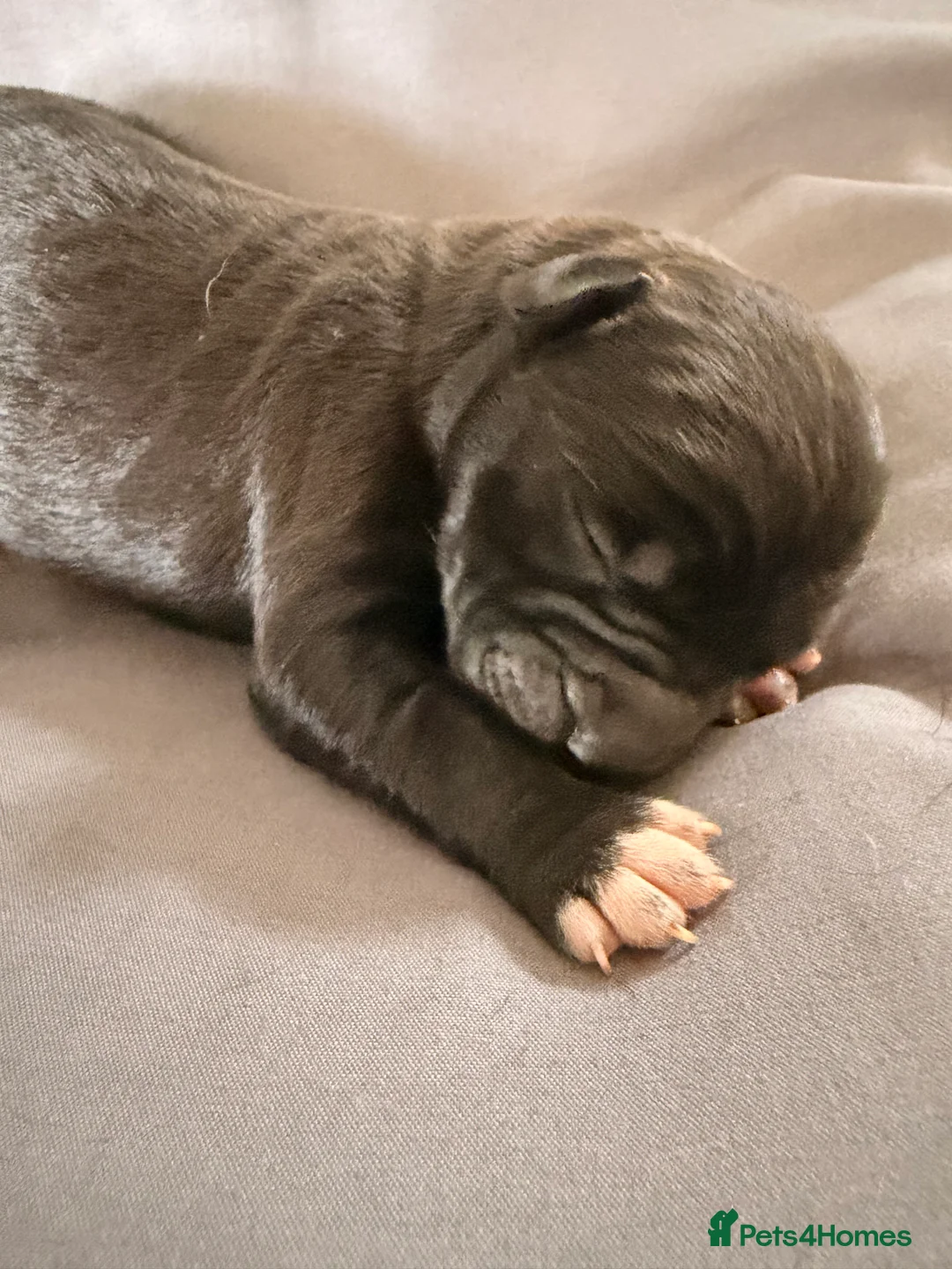 Presa Canario dogs for sale: Presa Canario pups for sale  - Advert 2
