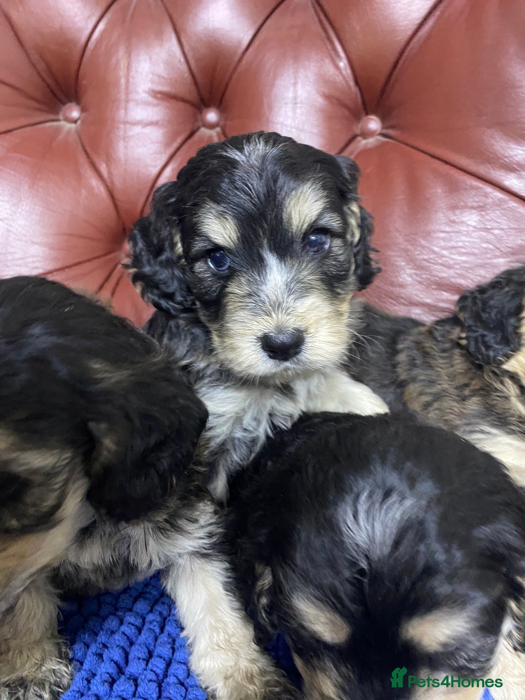 Cockapoo dogs for sale: F1 Gen Cockapoo Puppies - Image 13