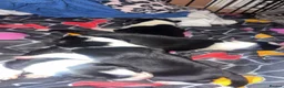 Border Collie dogs for sale: Litter of 4 border collies in Telford - Advert 2
