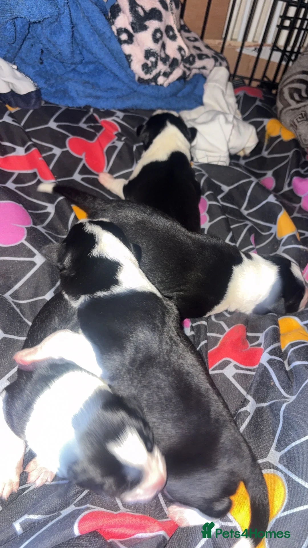 Border Collie dogs for sale: Litter of 4 border collies in Telford - Advert 2