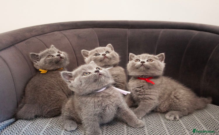 British Shorthair cats - Advert 8
