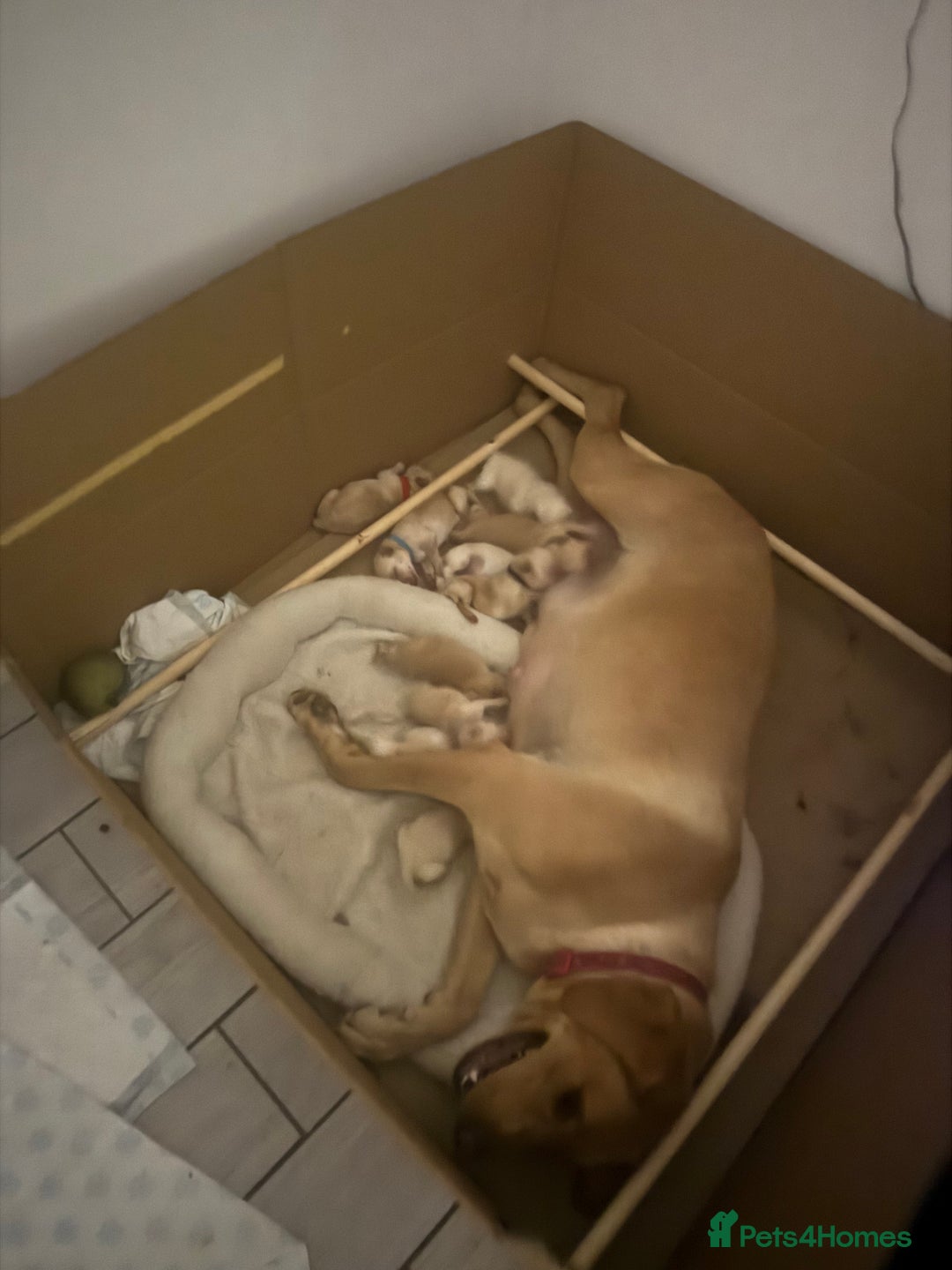 Labrador Retriever dogs for sale: labrador puppies  - Image 2