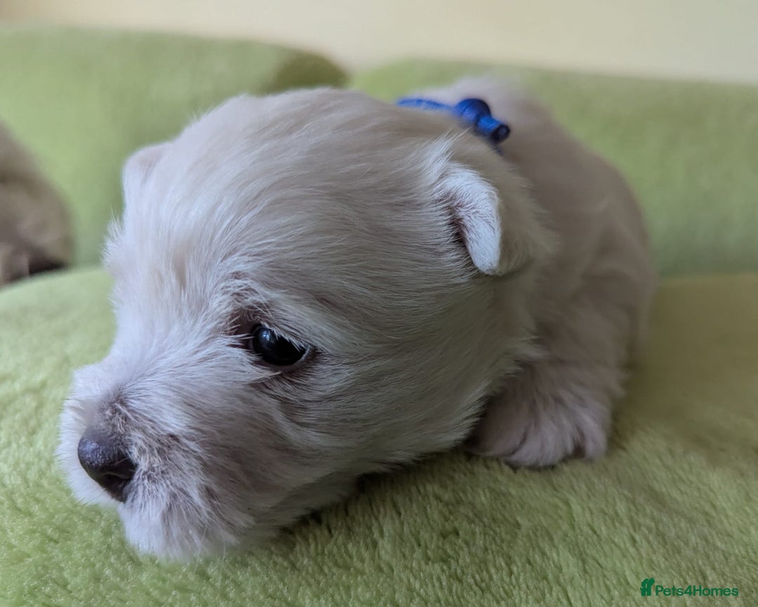 West Highland Terrier dogs for sale: Beautiful KC Registered White WestHighland Terrier - Advert 15