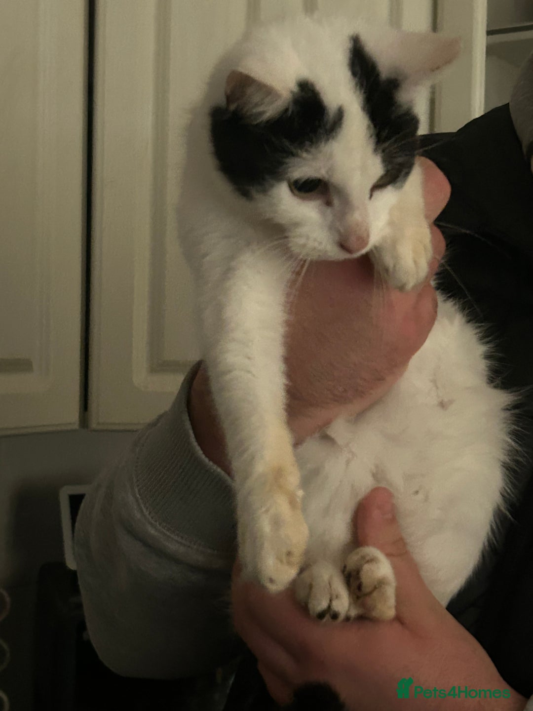 Mixed Breed cats for sale: 2 beautiful boys left  - Image 3