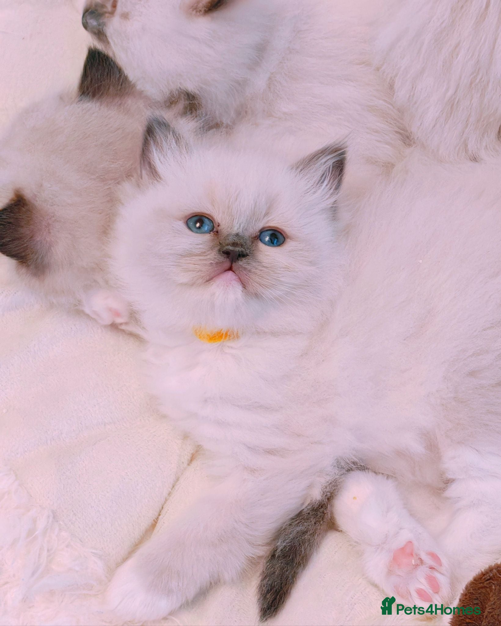 Ragdoll cats Raised with Love, looking for forever homes 🏠❤️ - Advert 1