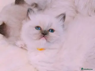 Ragdoll cats Raised with Love, looking for forever homes 🏠❤️ - Advert 1