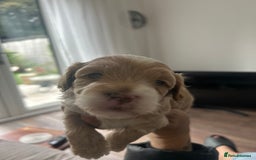 Maltipoo dogs for sale: Maltipoo puppies  - Image 8
