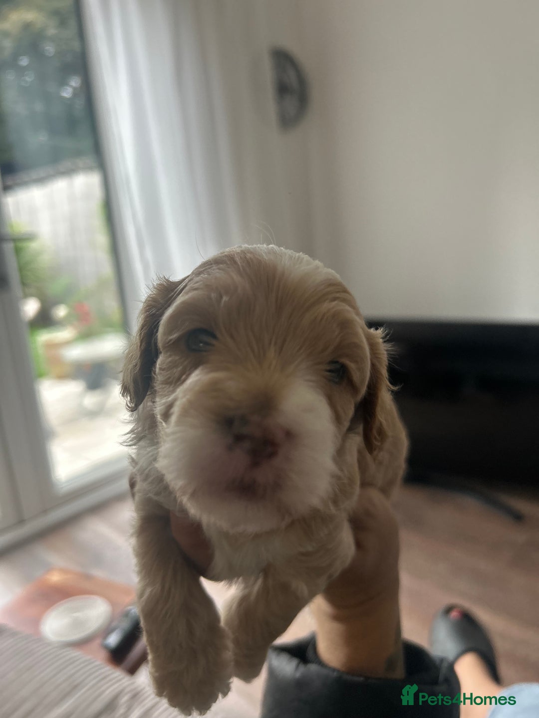Maltipoo dogs for sale: Maltipoo puppies  - Image 8