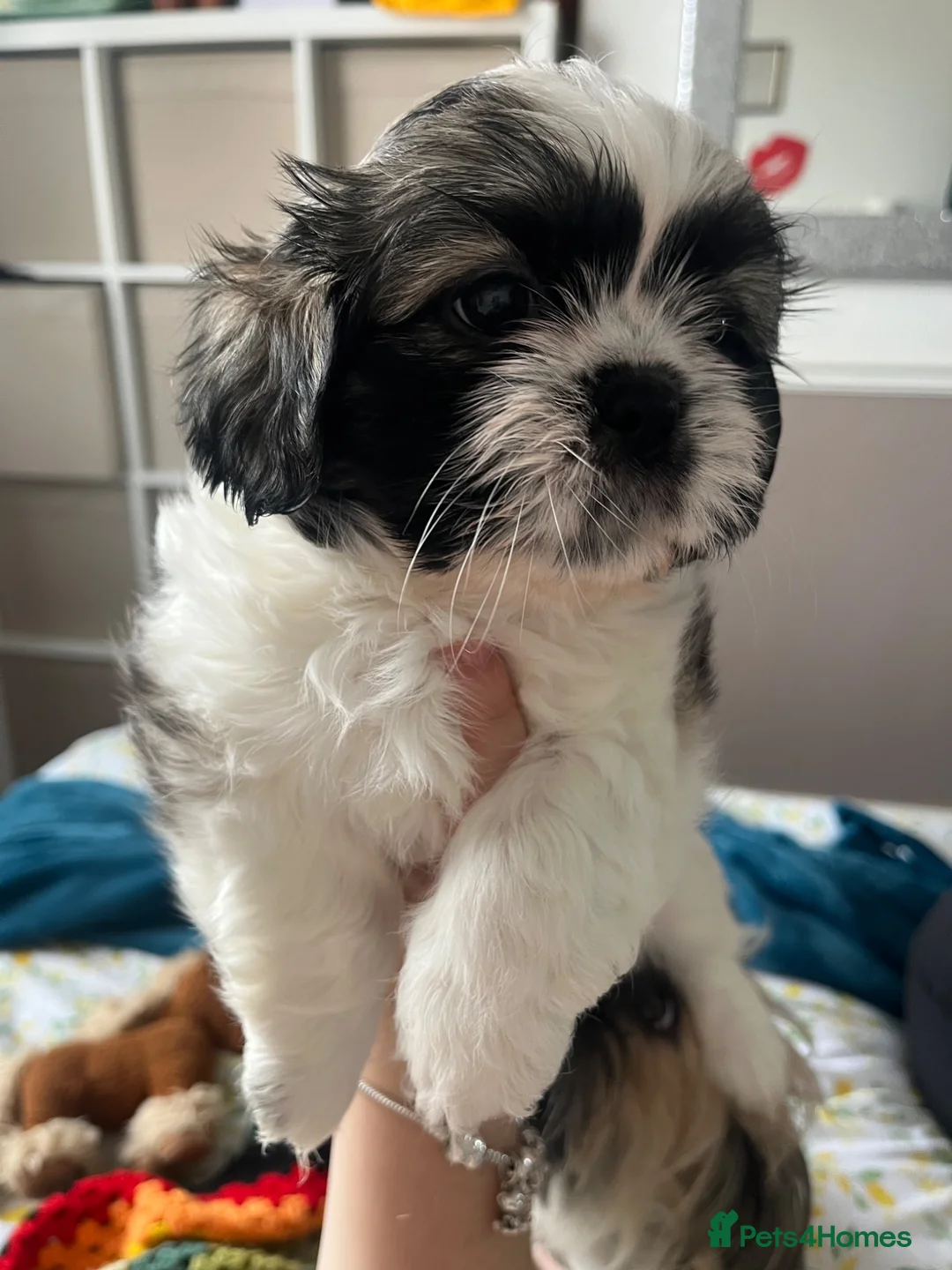 Shih Tzu dogs for sale: Shihtzu puppies 6 week old - Advert 2