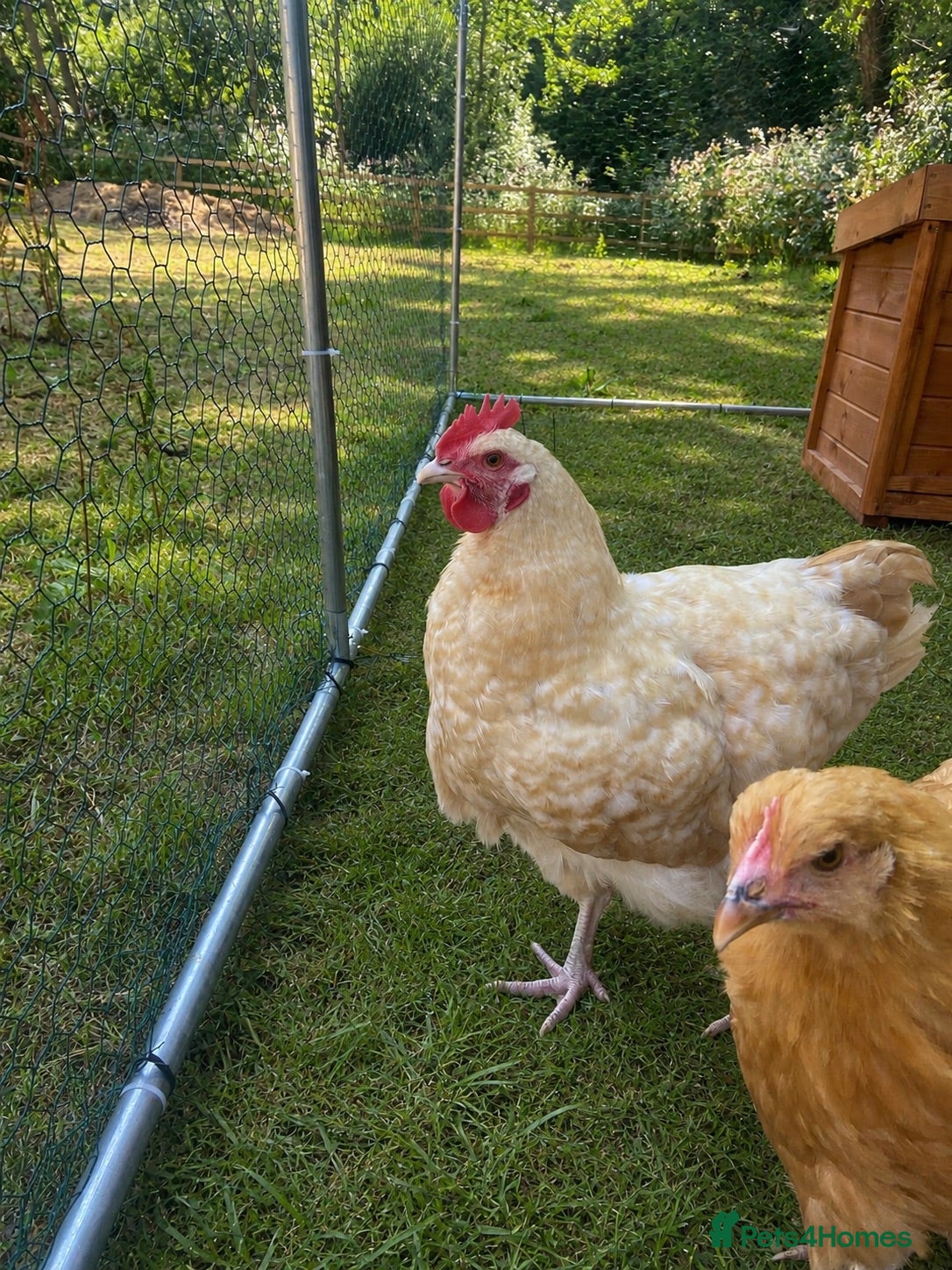 Chickens poultry Buff Orpington Cockerel  - Advert 1