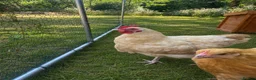 Chickens poultry for sale: Buff Orpington Cockerel  - Advert 1