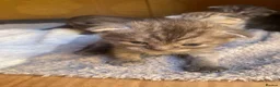 British Shorthair cats for sale: British Shorthair/Scottish fold  - Advert 6
