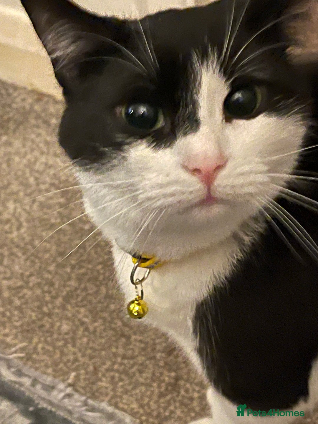 Domestic Shorthair cats for sale: Russian blue mix Domestic shorthair Kitten  - Advert 6