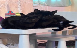 Domestic Shorthair cats for sale: Black kittens  - Image 8