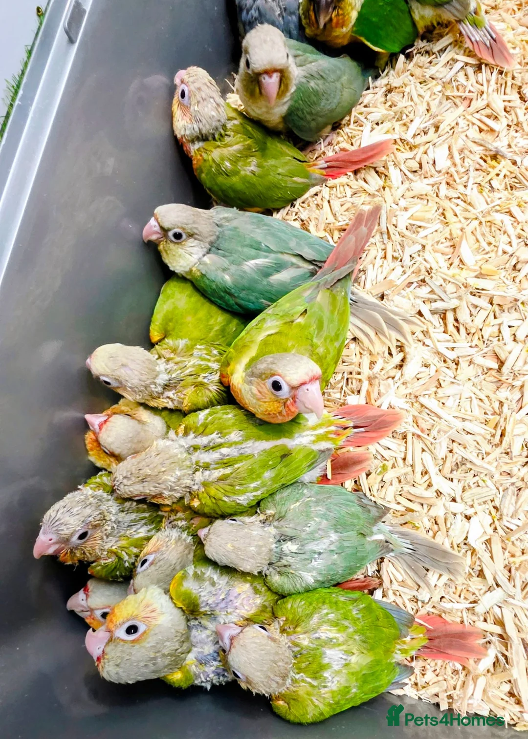 Parrots birds for sale: Talking Parrot and bird Available - Advert 2