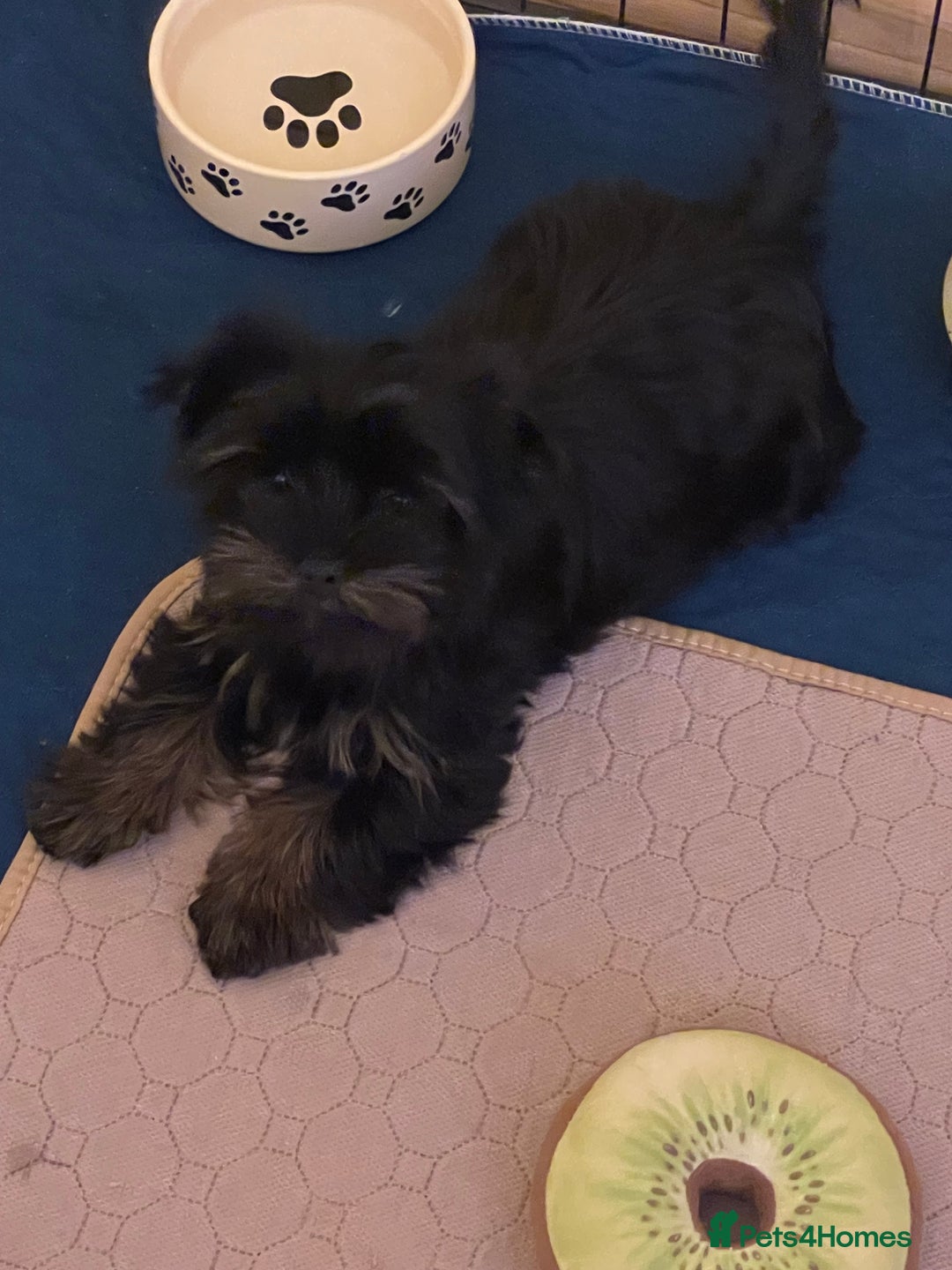 Yorkshire Terrier dogs for sale: 🥰🥰Yorkshire Terrier black tan🐶🐶 - Image 12
