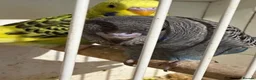 Budgerigars birds for sale: Bf, split bf, cockatiel, normals and canary - Advert 18