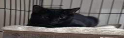 Domestic Shorthair cats for adoption: Tommy & Arthur - Adopt Cats in Crisis East London - Advert 4
