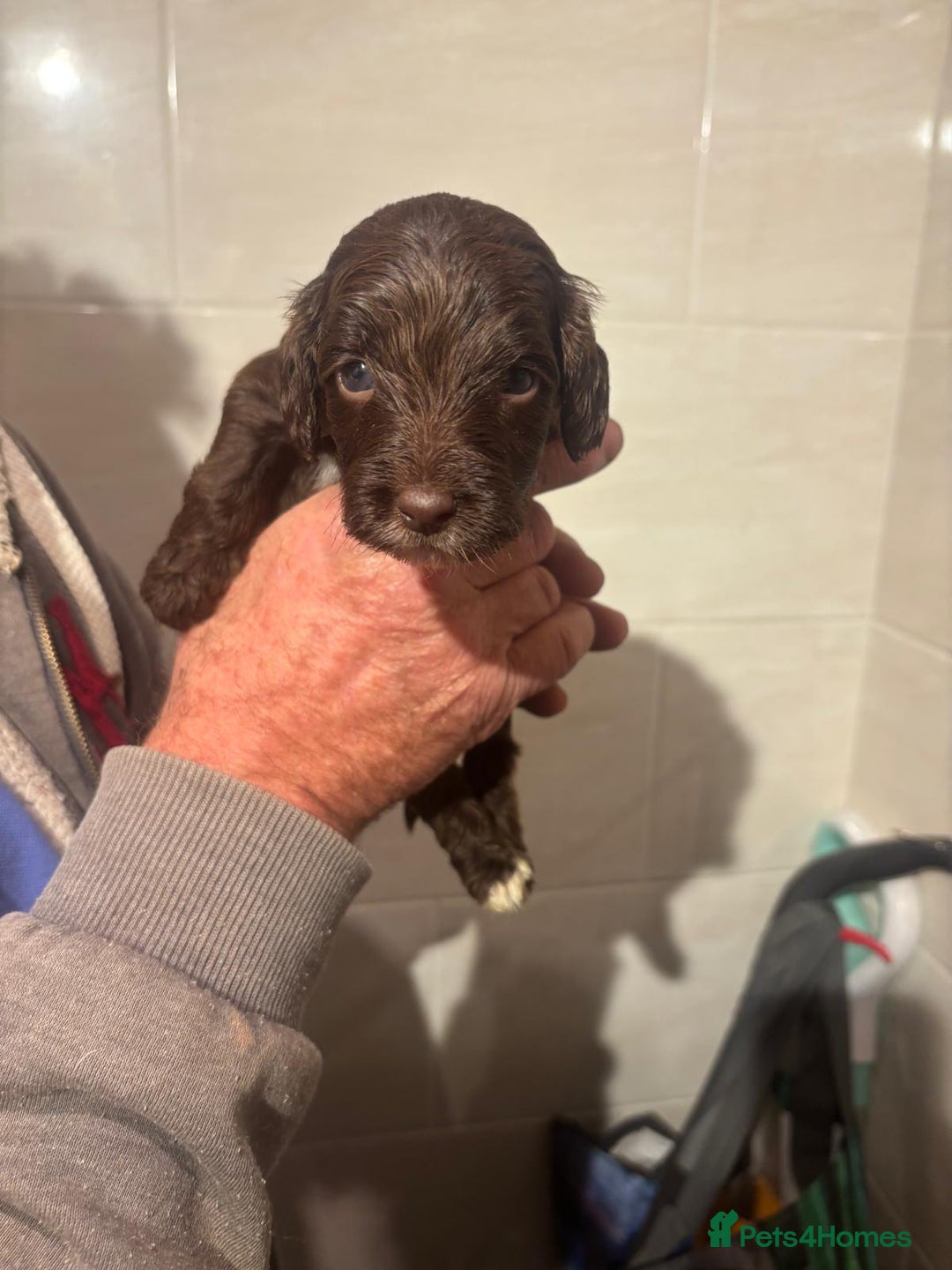 Cockapoo dogs for sale: Chocolate 4 weeks Cokapoo puppies  - Image 6