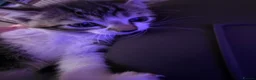 Mixed Breed cats for sale: Beautiful Kittens Looking for Loving Homes - Advert 2