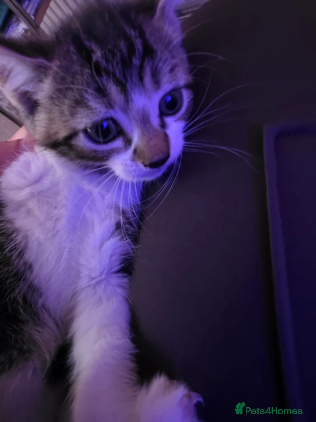 Mixed Breed cats for sale: Beautiful Kittens Looking for Loving Homes - Advert 2