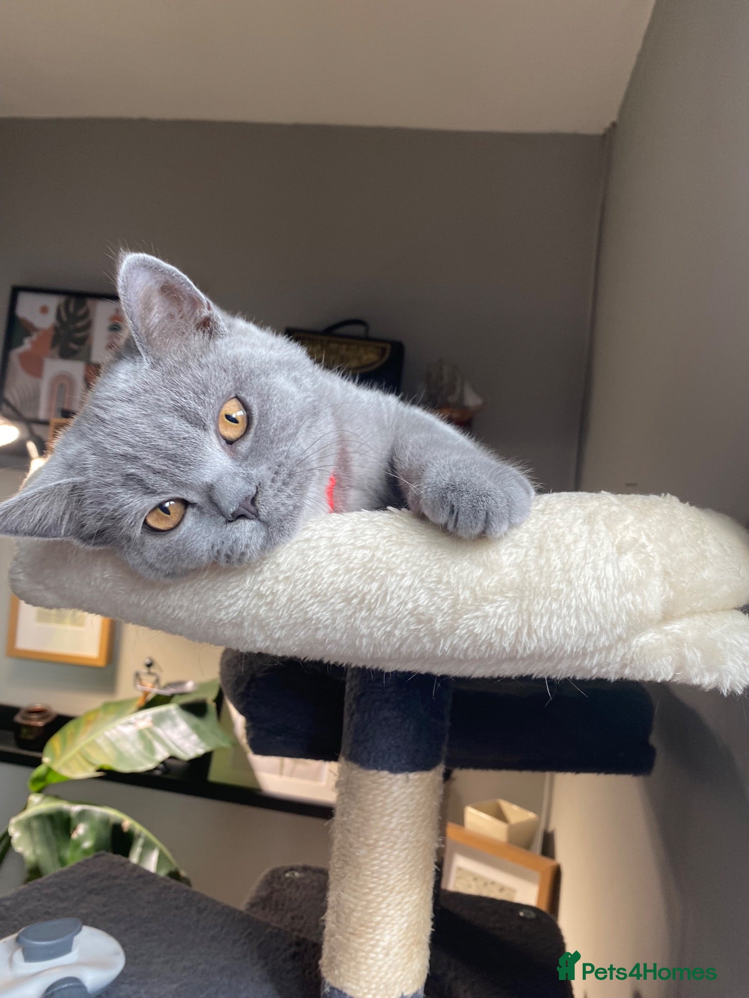 British Shorthair cats Active registered GCCF/TICA Female Kitten  - Advert 1