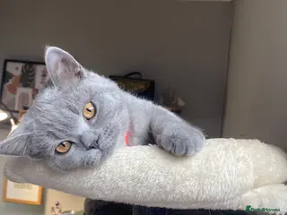 British Shorthair cats Active registered GCCF/TICA Female Kitten - Advert 1