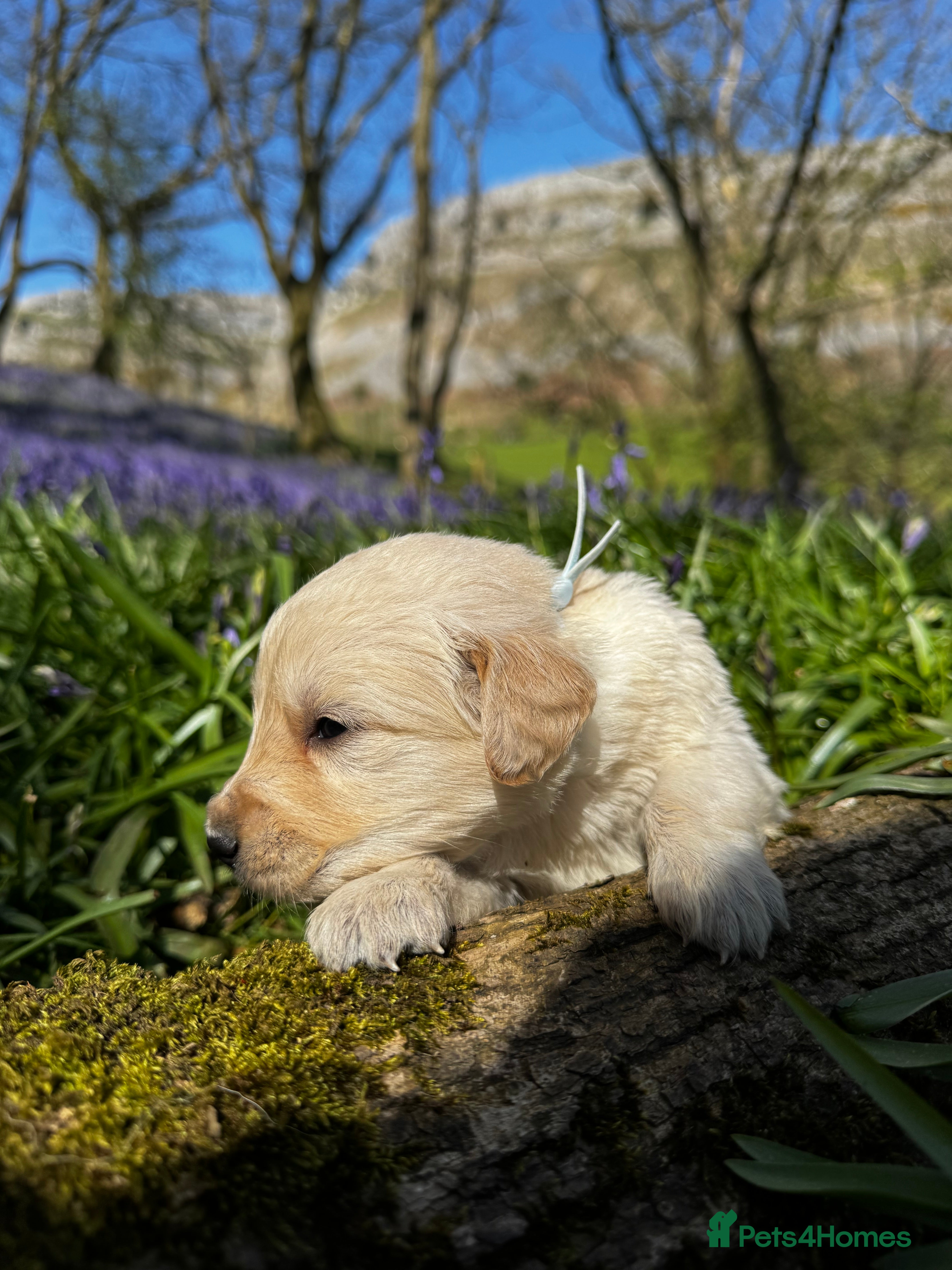 Golden Retriever dogs Golden Retriever Puppies 5 boys 3 girls  - Advert 1