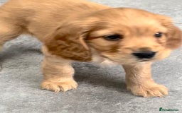 Cockapoo dogs for sale: Beautiful, Rare Cockapoo Puppies – Ready 17th Nov - Advert 12