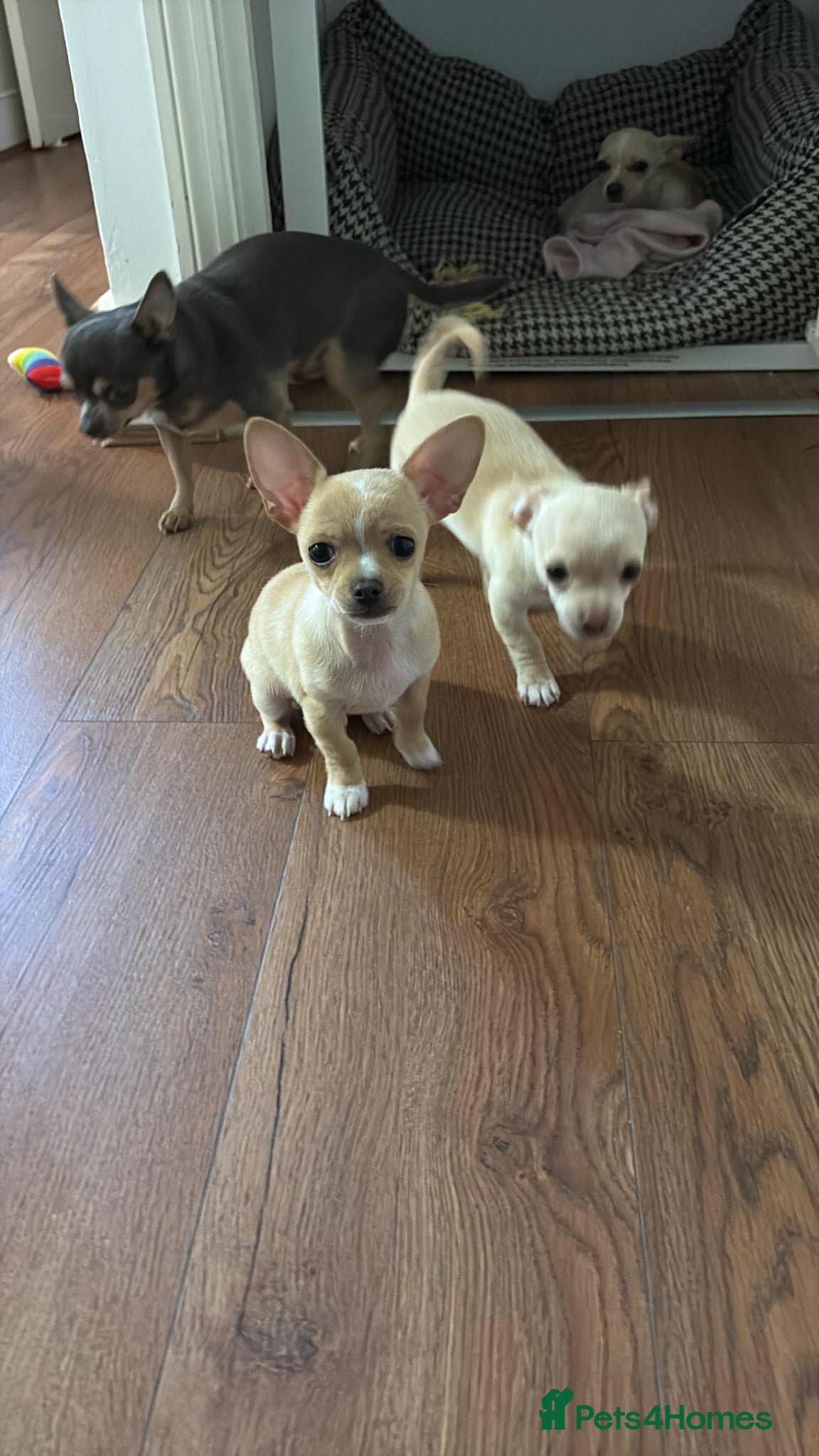 Chihuahua dogs for sale: 1 boy left - Advert 7