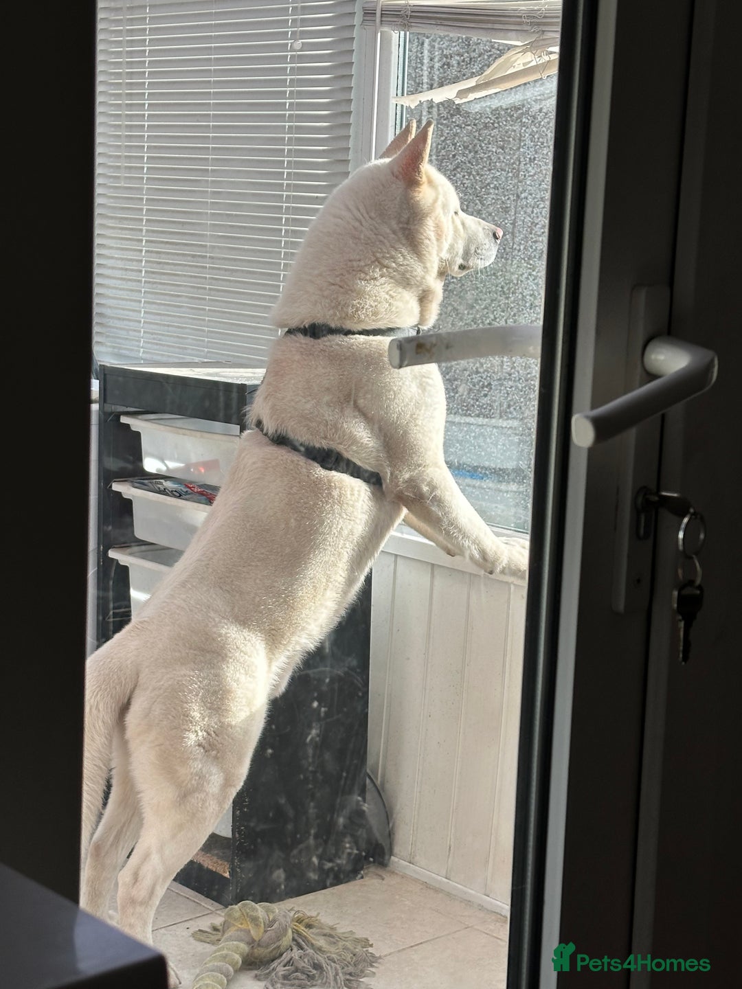 Akita dogs for sale: American Akita - Advert 2