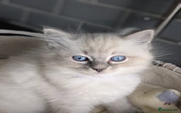 Ragdoll cats for sale: Beautiful Ragdoll kittens - Image 9