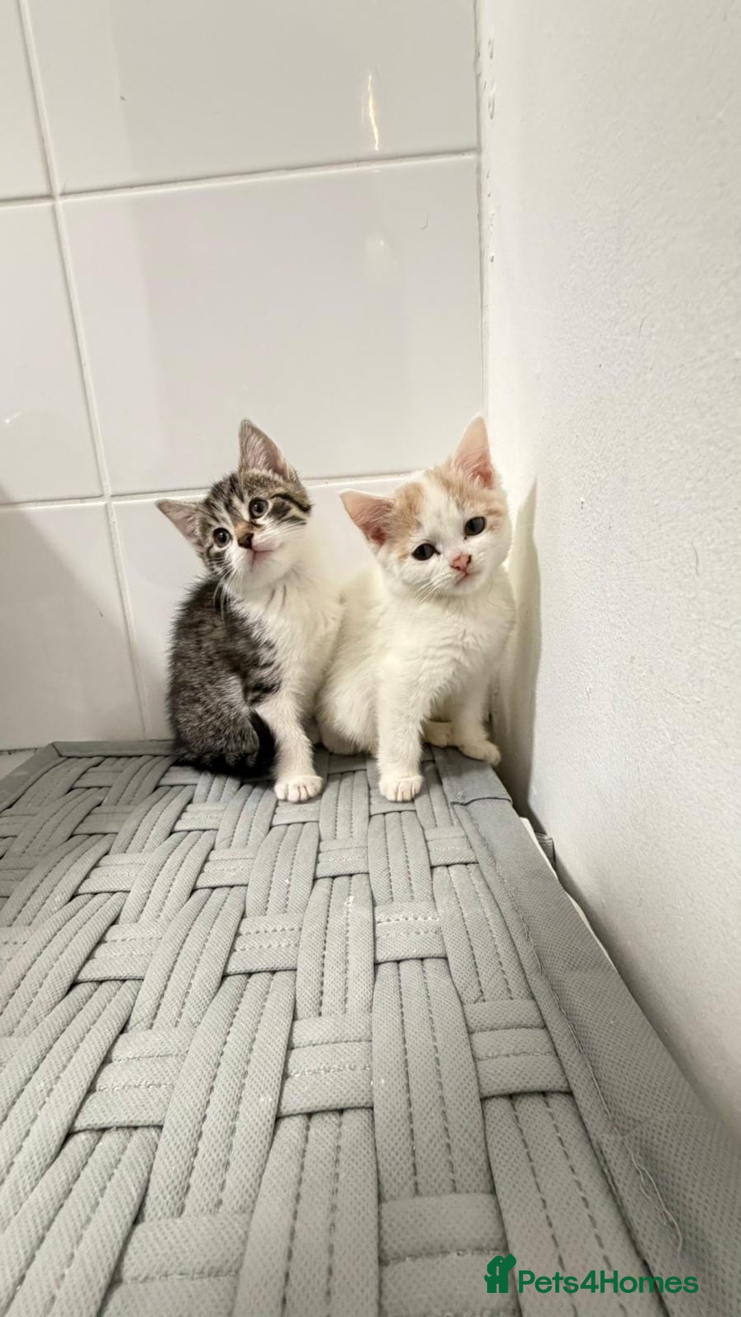 Mixed Breed cats for sale: British shorthaired x - Advert 5