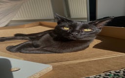 British Shorthair cats for sale: Two Cats for rehoming - Image 3