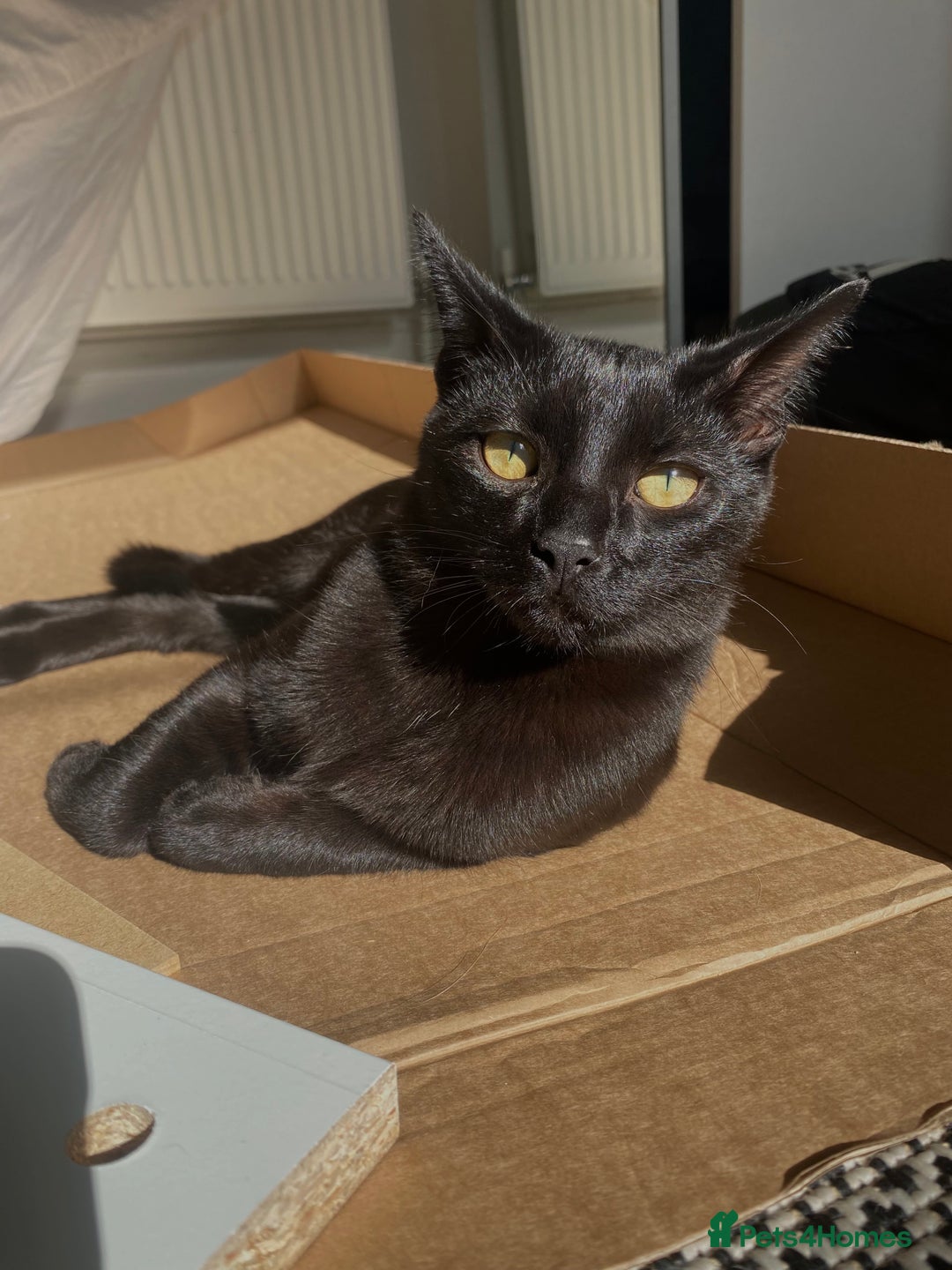 British Shorthair cats for sale: Two Cats for rehoming - Image 3