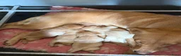 Labrador Retriever dogs for sale: KC Registered Working Labrador Retriever Puppies - Advert 16