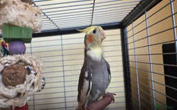Cockatiels birds for sale: Fully weaned hand tame male baby cockatiel  - Image 1