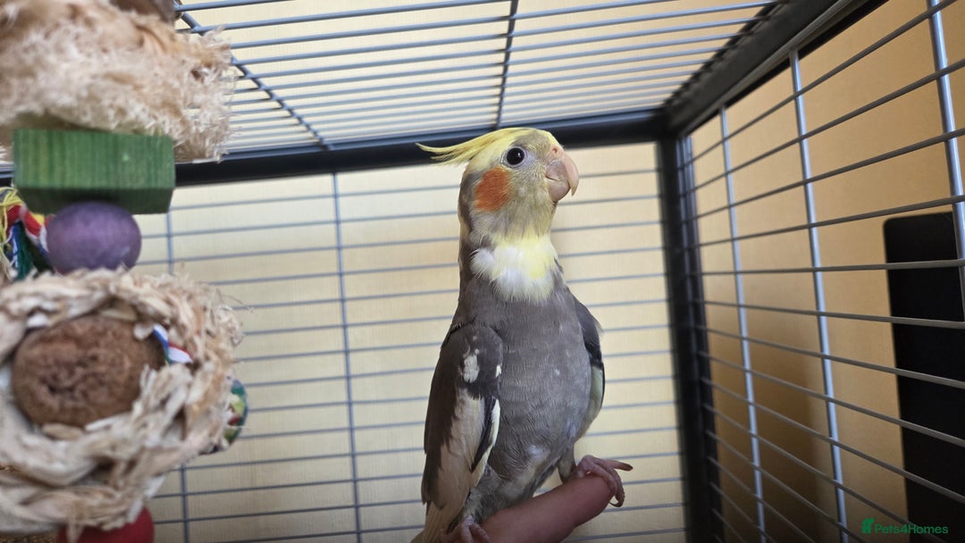 Cockatiels birds for sale: Fully weaned hand tame male baby cockatiel  - Image 1