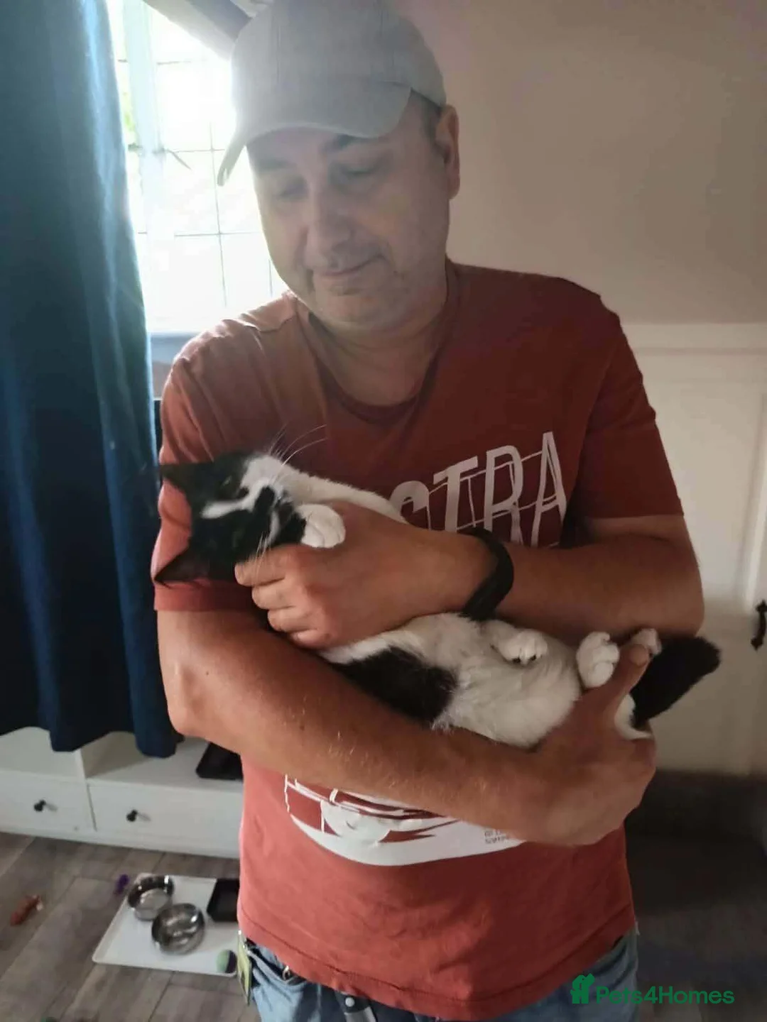 Mixed Breed cats for adoption: Milla for adoption in Kidlington - Advert 1