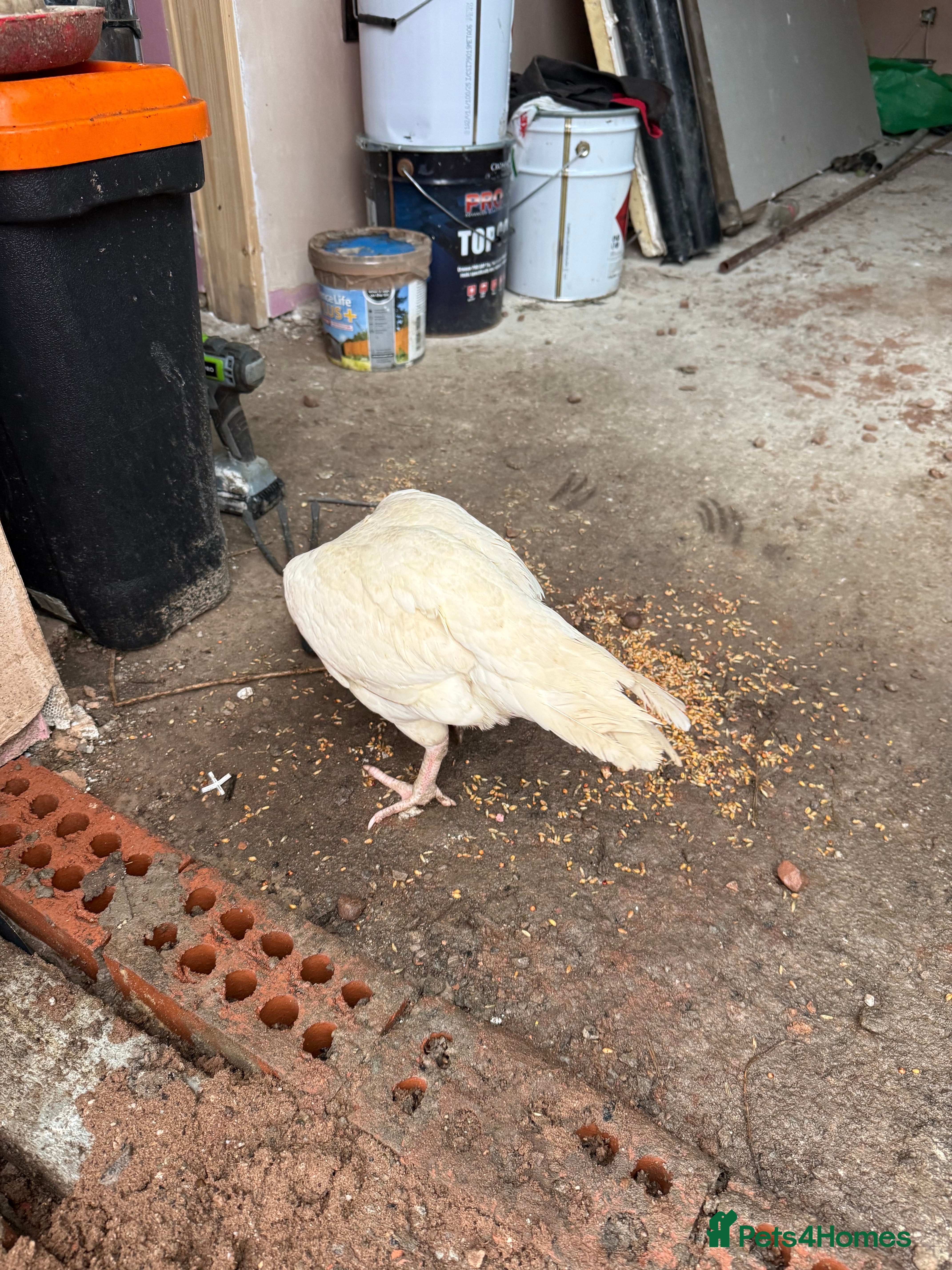 Chickens poultry White aseel - Advert 1