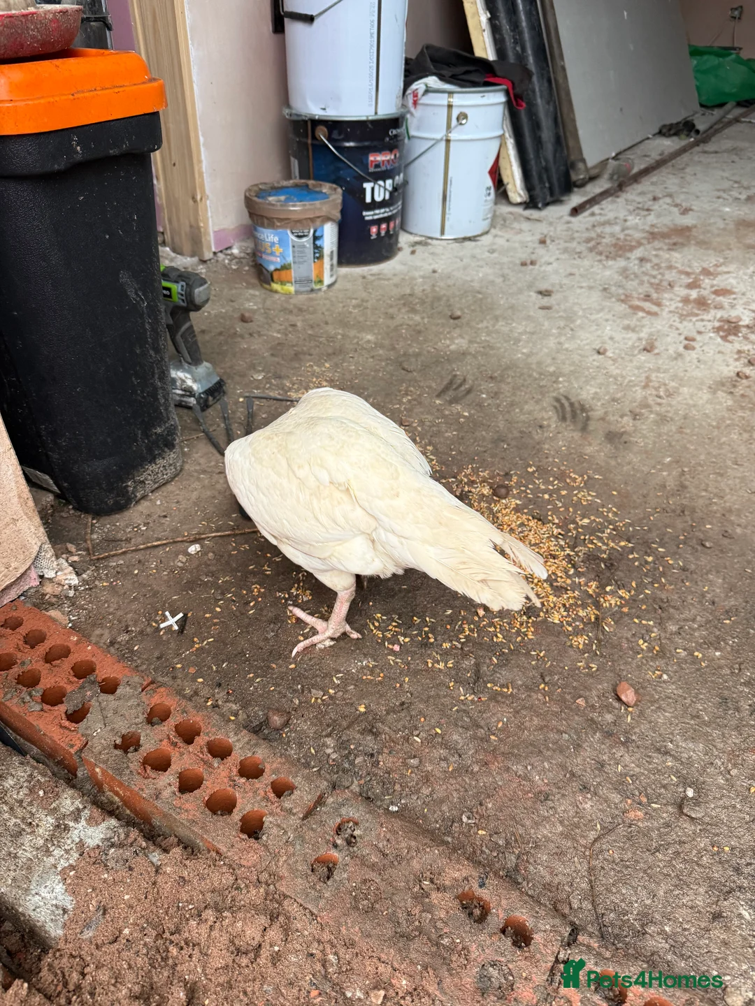 Chickens poultry for sale: White aseel - Advert 1