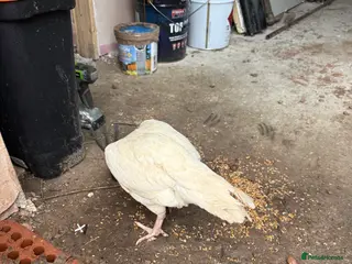 Chickens poultry White aseel - Advert 2