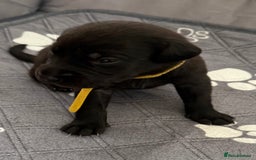 Labrador Retriever dogs for sale: Black Labrador retriever puppies KC registered - Image 21